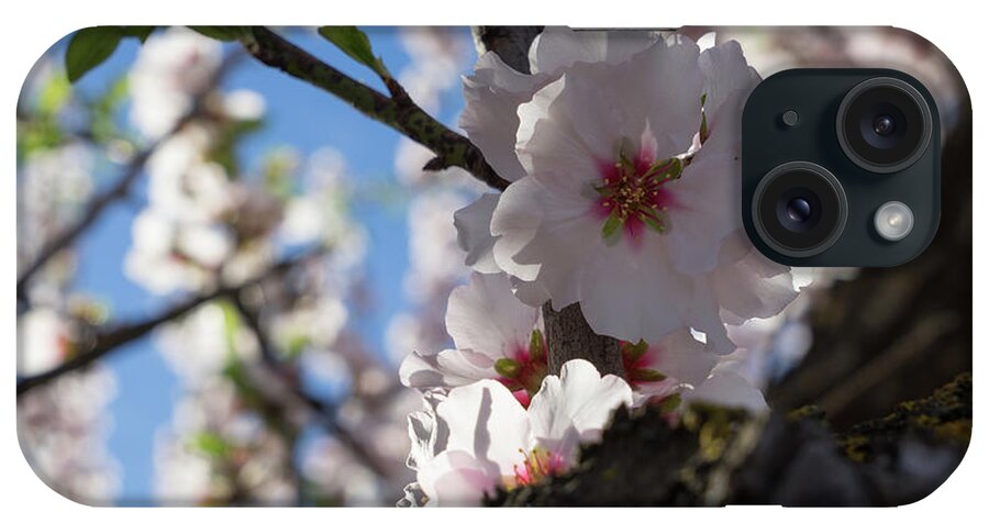 Almond Blossom iPhone Case featuring the photograph Soft pink almond blossoms in the backlight by Adriana Mueller