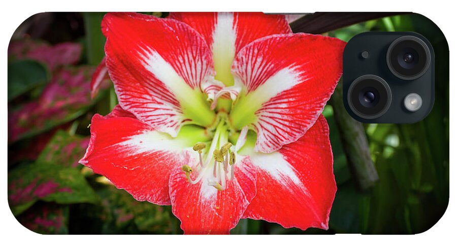 Flowers/plants iPhone Case featuring the photograph Amaryllis Flower by Louis Dallara