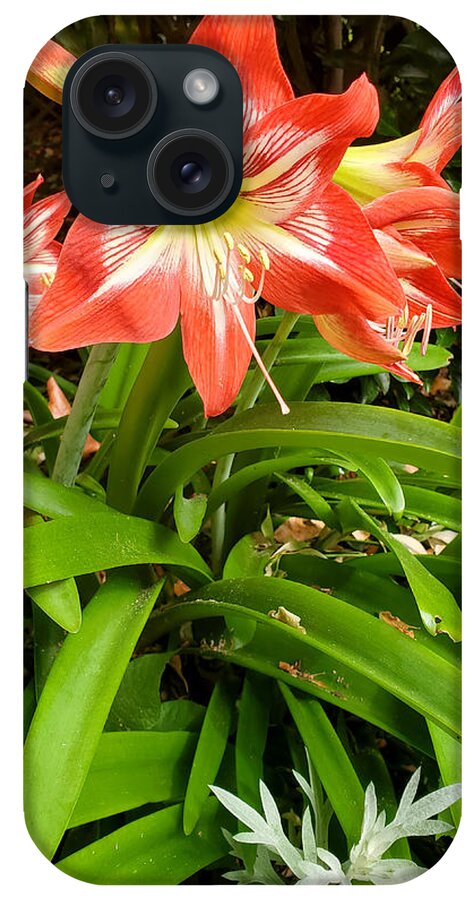 Amaryllis Minerva iPhone Case featuring the photograph Amaryllis Minerva Blooms by Kenny Glover