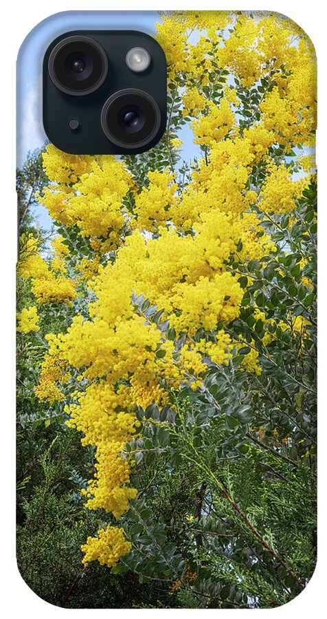 Flowers iPhone Case featuring the photograph Amazing Acacias by Jay Heifetz