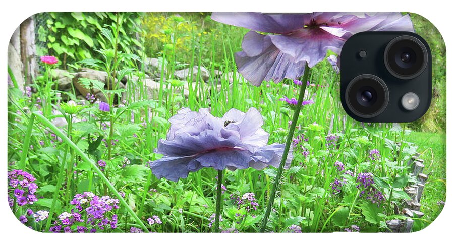 Poppy iPhone Case featuring the photograph Amazing Grey Poppy. Papaver Rhoeas 8 by Amy E Fraser
