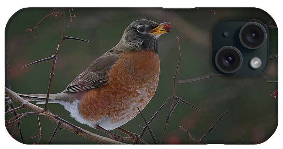 Robin iPhone Case featuring the photograph Amerian Robin with a Berry by Flinn Hackett