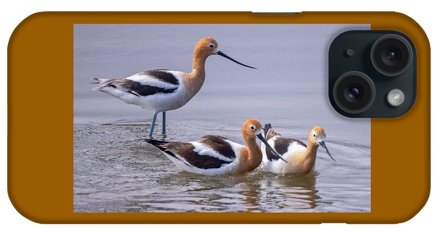  iPhone Case featuring the photograph American Avocets #2 by Carla Brennan