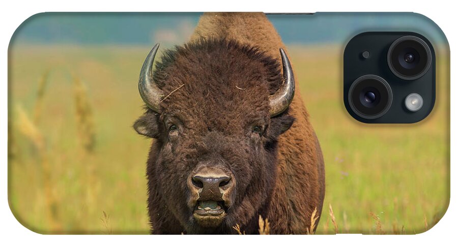 00562644 iPhone Case featuring the photograph American Bison and Cowbird by Tim Fitzharris