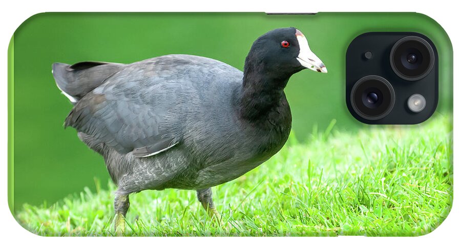 Adult iPhone Case featuring the photograph American Coot Grazing in the Grass by Jeff Goulden