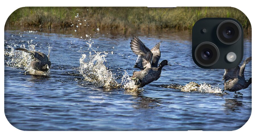 American Coot iPhone Case featuring the photograph American Coots Take Flight at Merced Wildlife Refuge by Brian Tada