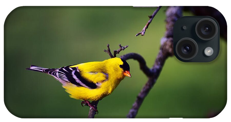 American Goldfinch iPhone Case featuring the photograph American Goldfinch by Bailey Maier