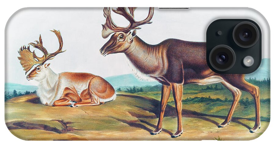 Bird iPhone Case featuring the drawing American Rein Deer by John Woodhouse Audubon