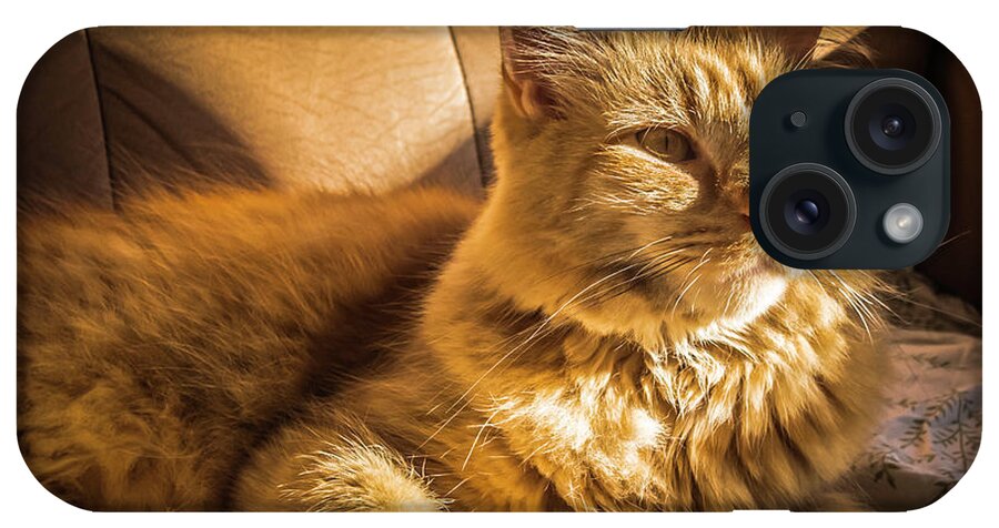 Cats iPhone Case featuring the photograph An Orange Cat Getting Some Sun by Guy Whiteley