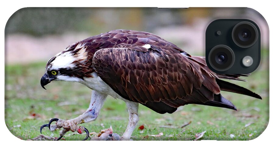 Osprey iPhone Case featuring the photograph An Osprey's Talons by David T Wilkinson