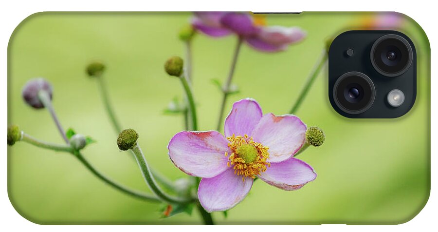 Anemone Flower iPhone Case featuring the photograph Anemone Flowers II by Cate Franklyn
