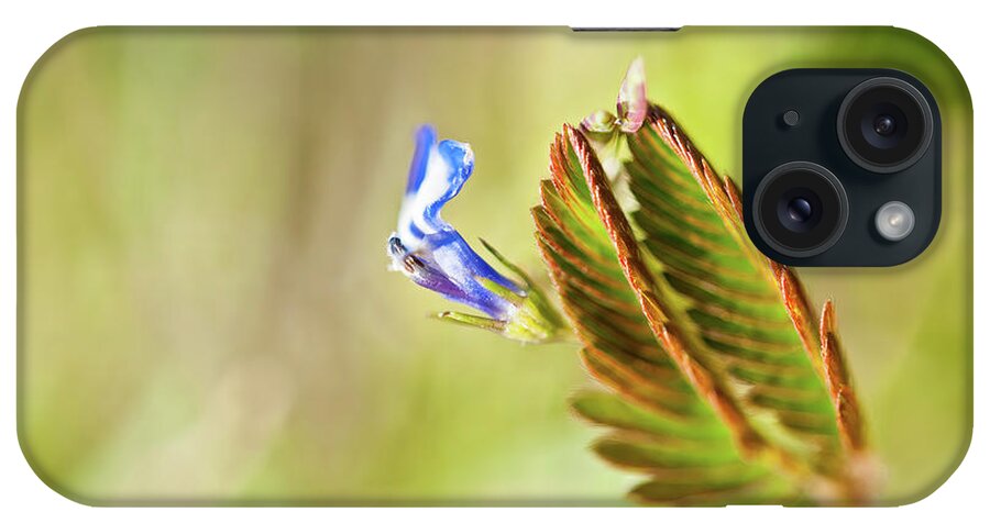 Angkor iPhone Case featuring the photograph Angor Wat's sensitive fern. Cambodia by Lie Yim