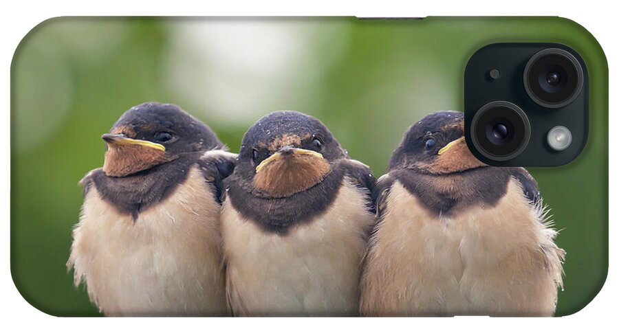 Barn Swallow iPhone Case featuring the photograph Angry Birds - Barn Swallow Babies by Roeselien Raimond
