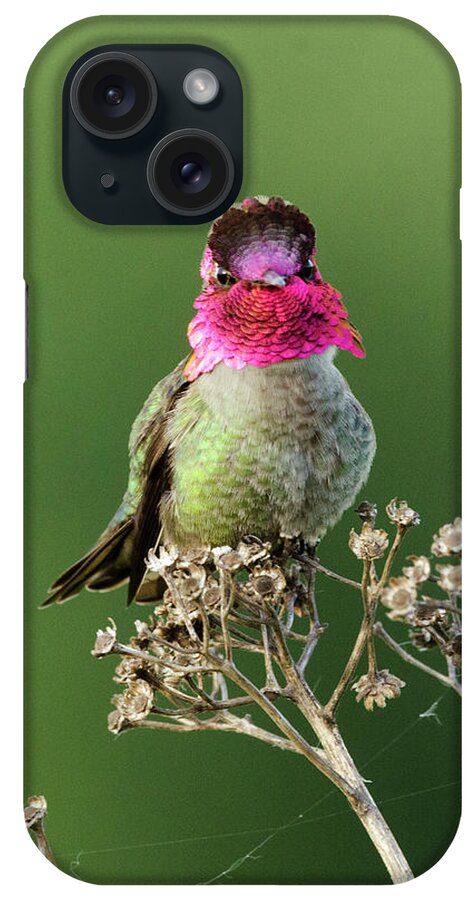 Kmaphoto iPhone Case featuring the photograph Anna's on Wildflower by Kristine Anderson