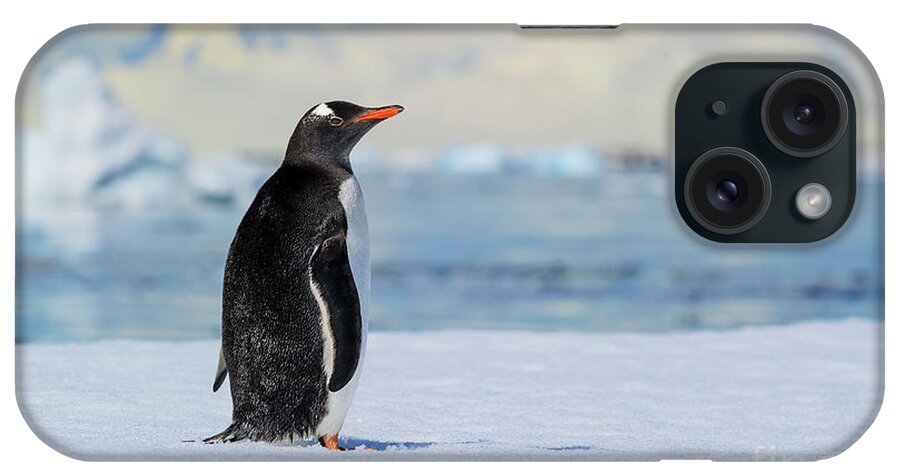 Gentoo Penguin iPhone Case featuring the photograph Antarctic Dreams... by Nina Stavlund