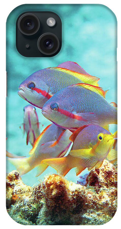 Anthias iPhone Case featuring the photograph Anthias fish - Colorful bustle on top of coral reef - by Ute Niemann