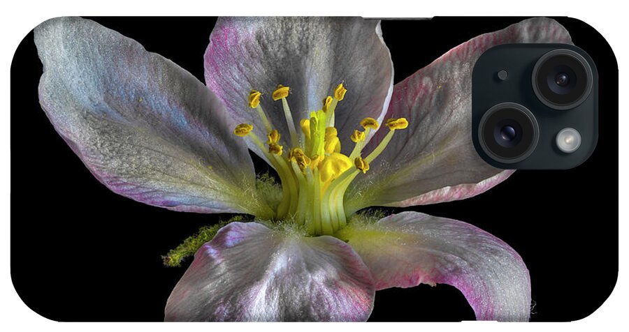 Apple Blossom iPhone Case featuring the photograph Apple Blossom 1 by Endre Balogh