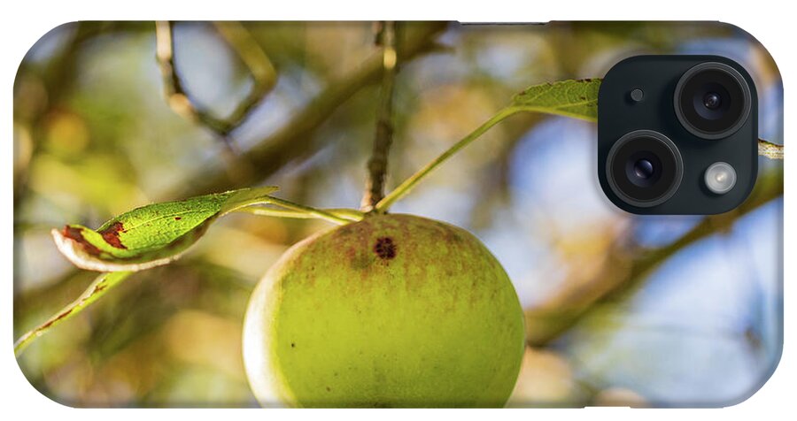 Nature iPhone Case featuring the photograph Apple Tree Fall 2020 3 by Amelia Pearn