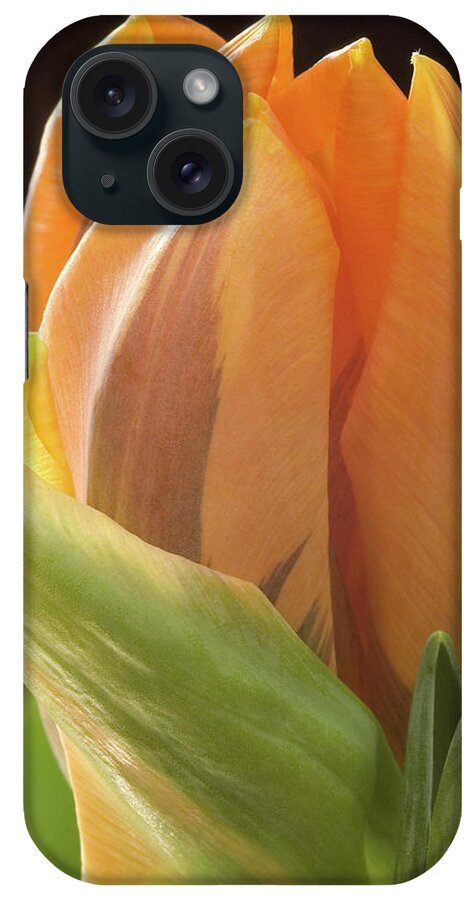 Tulip iPhone Case featuring the photograph Apricot Tulip by Jill Love