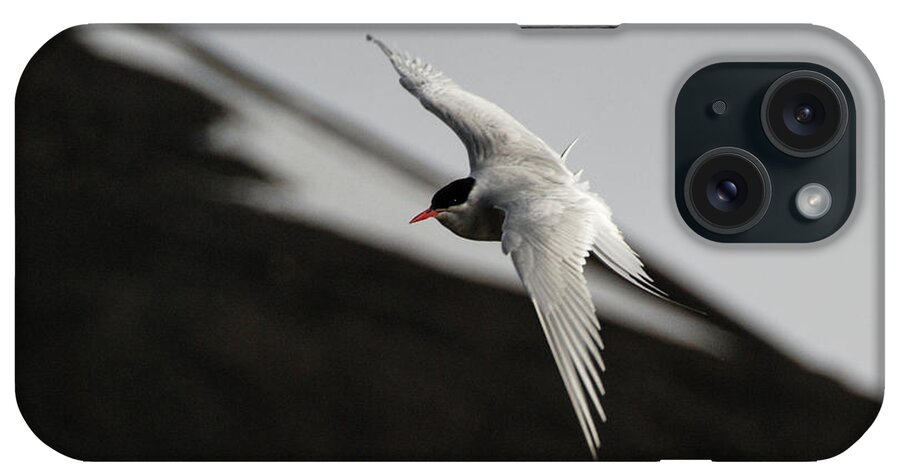 Arctic Tern iPhone Case featuring the photograph Arctic Tern in Flight in Svalbard #1 by Nancy Gleason