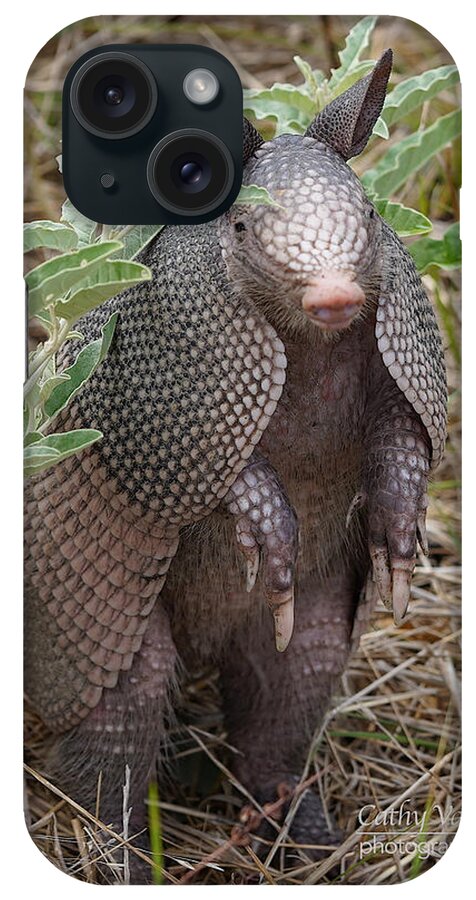 Armadillo iPhone Case featuring the photograph Armadillo by Cathy Valle