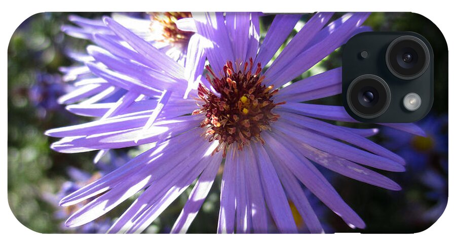 Aster iPhone Case featuring the photograph Aromatic Aster by W Craig Photography