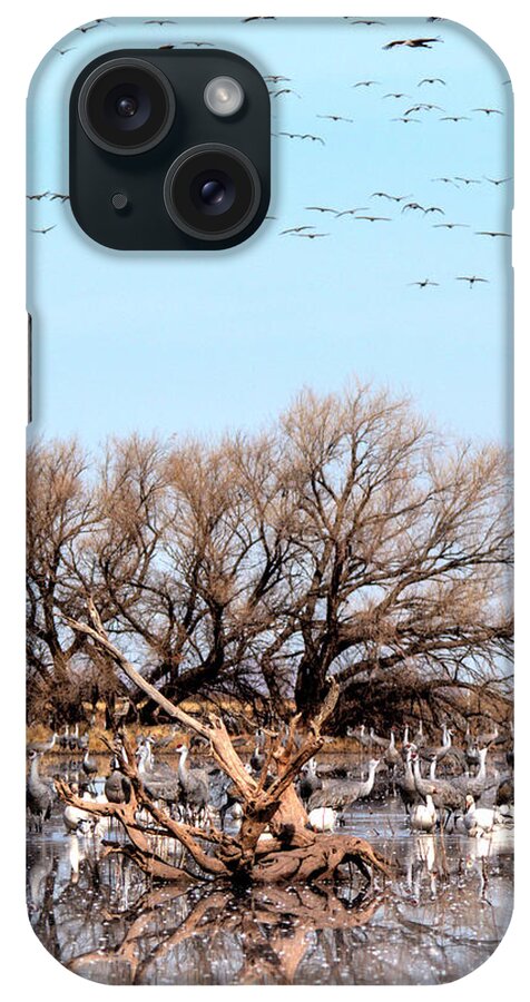 Wildlife iPhone Case featuring the photograph Arrival at Whitewater Draw by Robert Harris