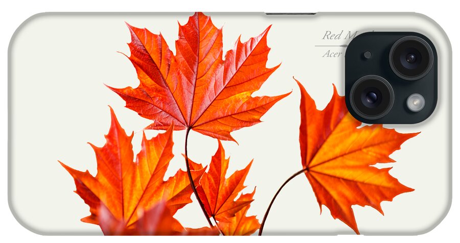 Leaves iPhone Case featuring the mixed media Red Maple by Christina Rollo