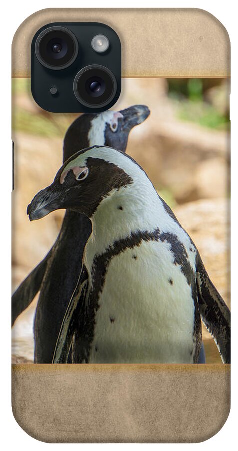 African Penguins iPhone Case featuring the photograph African Penguins Posing by Jason Fink