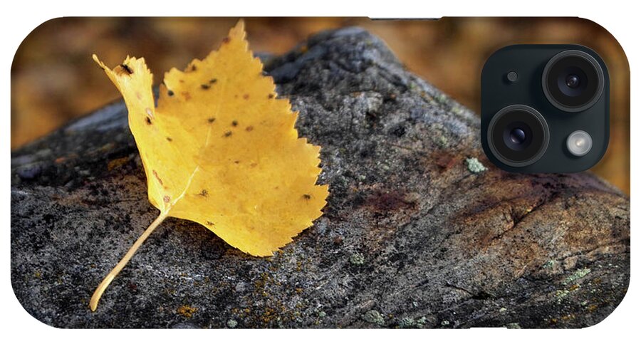 Yellow iPhone Case featuring the photograph Aspen Leaf on Rock by Kimberly Blom-Roemer