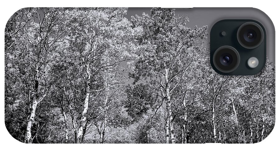 Aspen Trees iPhone Case featuring the photograph Aspens in Black Hills in fall by Cathy Anderson