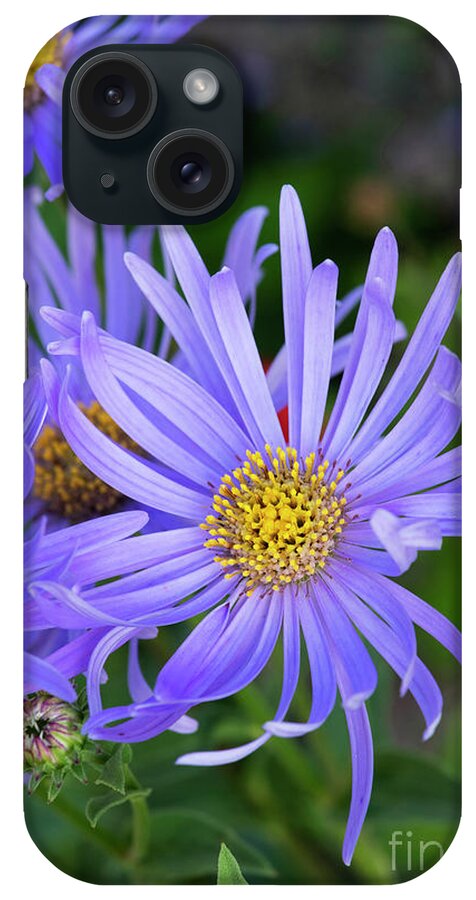 Aster iPhone Case featuring the photograph Aster Monch Flowers in an English Garden by Tim Gainey