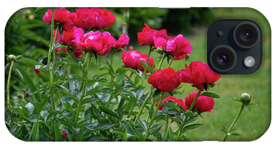 Whistling Gardens iPhone Case featuring the photograph At the Palace of Peonies by Marilyn Cornwell