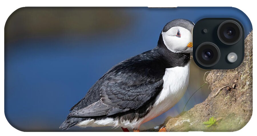 Atlantic Puffin iPhone Case featuring the photograph Atlantic Puffin by Eva Lechner