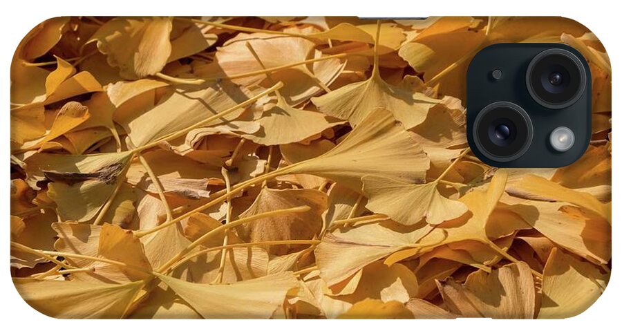 Ginkgo iPhone Case featuring the photograph Autumn Ginkgo Leaves by Liza Eckardt