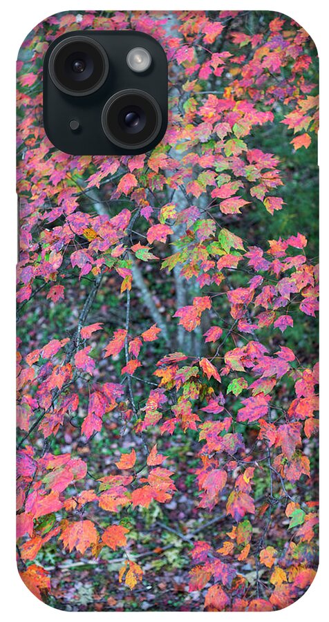 North America iPhone Case featuring the photograph Autumn White Poplar Leaves by Charles Floyd