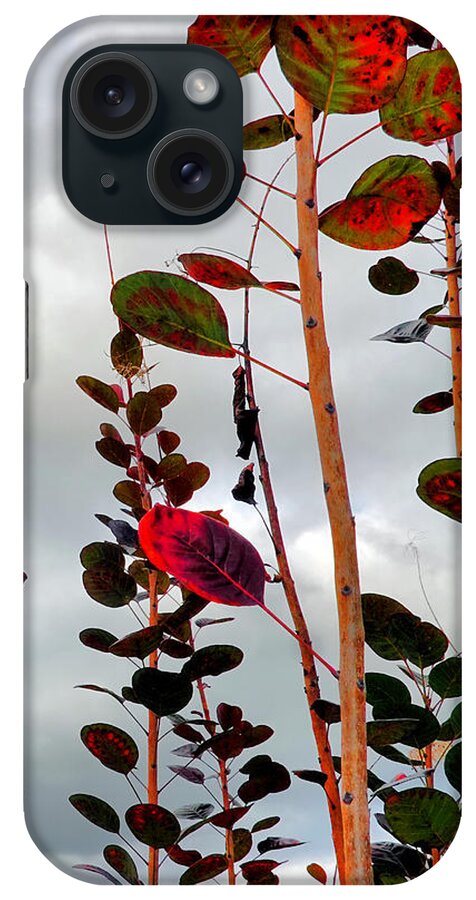 Smoke Tree iPhone Case featuring the photograph Autumnal No. 1 - Smoke Tree with Frontal Passage Sky by Steve Ember