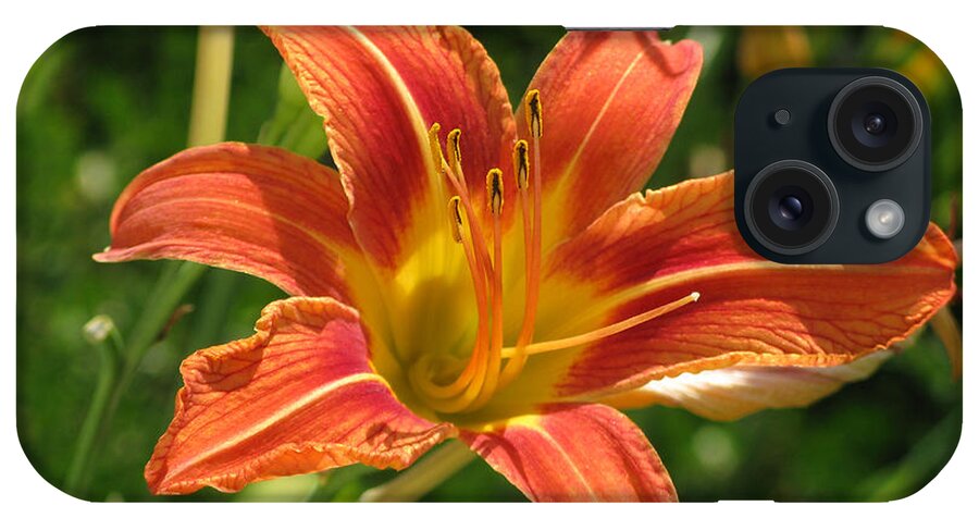 Flower iPhone Case featuring the photograph Awesome Amaryllis Along The Way by Lin Grosvenor