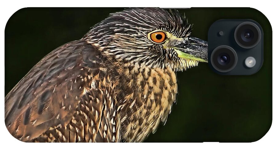 Yellow-crowned Night Heron iPhone Case featuring the photograph Baby Face - Yellow-crowned Night Heron by HH Photography of Florida