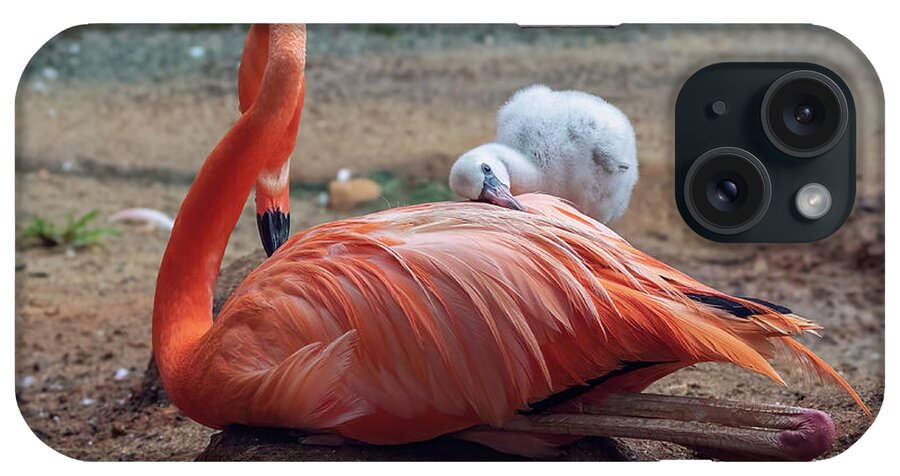 Aiken Sc iPhone Case featuring the photograph Baby Flamingo 14 Days Old 3 by Steve Rich