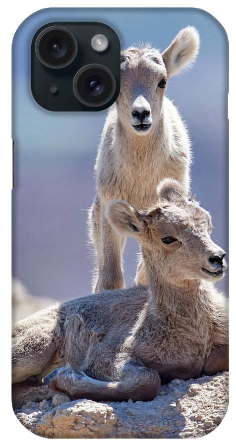 Big iPhone Case featuring the photograph Baby Goats by Paul Freidlund