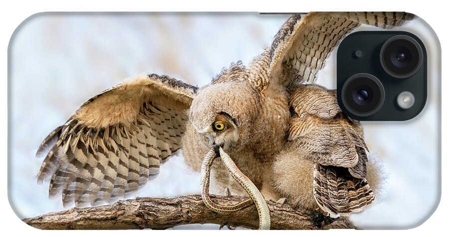 Great Horned Owls iPhone Case featuring the photograph Great Horned Owlet with Snake by Judi Dressler