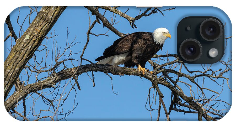 American Bald Eagle iPhone Case featuring the photograph Bald Eagle 2019-21 by Thomas Young