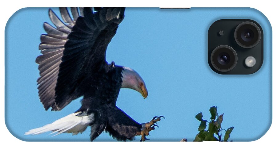 Bald Eagle iPhone Case featuring the photograph Bald Eagle by Ken Stampfer