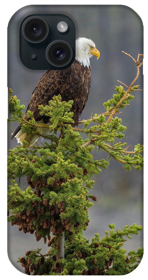 Eagle iPhone Case featuring the photograph Bald Eagle on Top of Spruce by Bill Cubitt