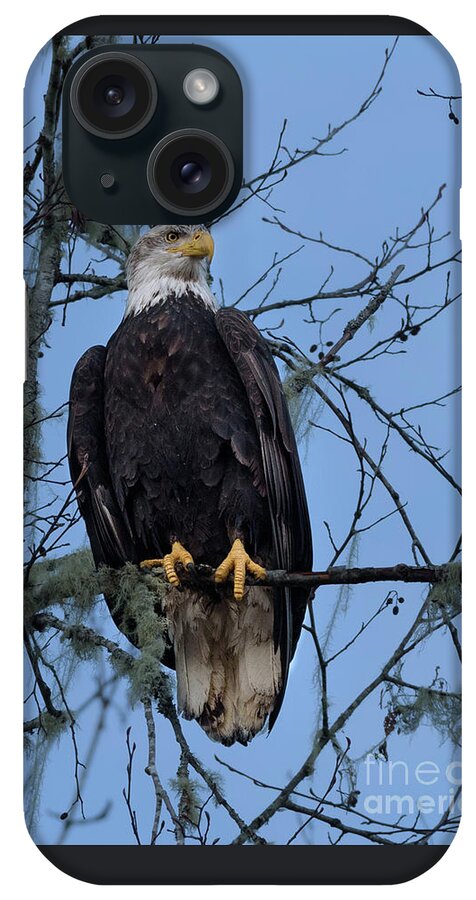 Bald Eagle iPhone Case featuring the photograph Bald Eagle Perched over Skagit River by Nancy Gleason