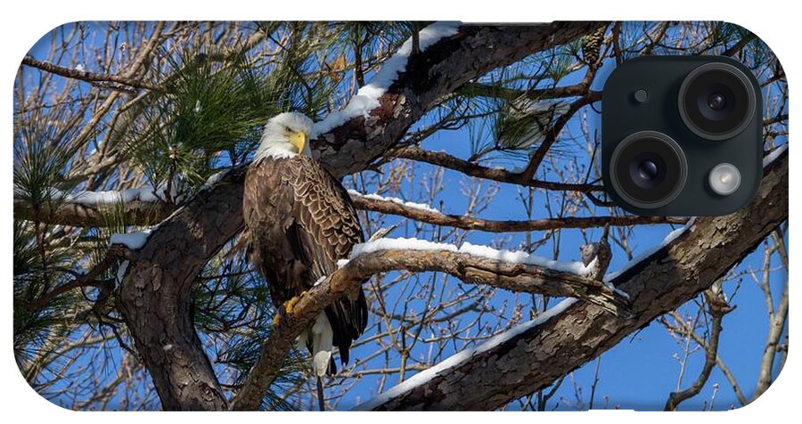 Bald iPhone Case featuring the photograph Bald Eagle Watching Her Domain by Liza Eckardt