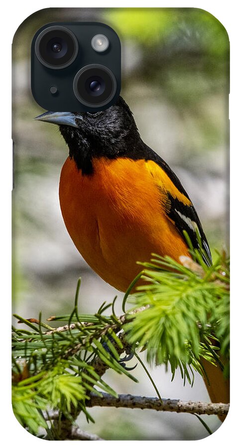 Bird iPhone Case featuring the photograph Baltimore Oriole by Cathy Kovarik
