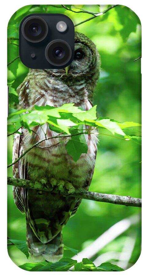 Wildlife iPhone Case featuring the photograph Barred Owl by David Lee