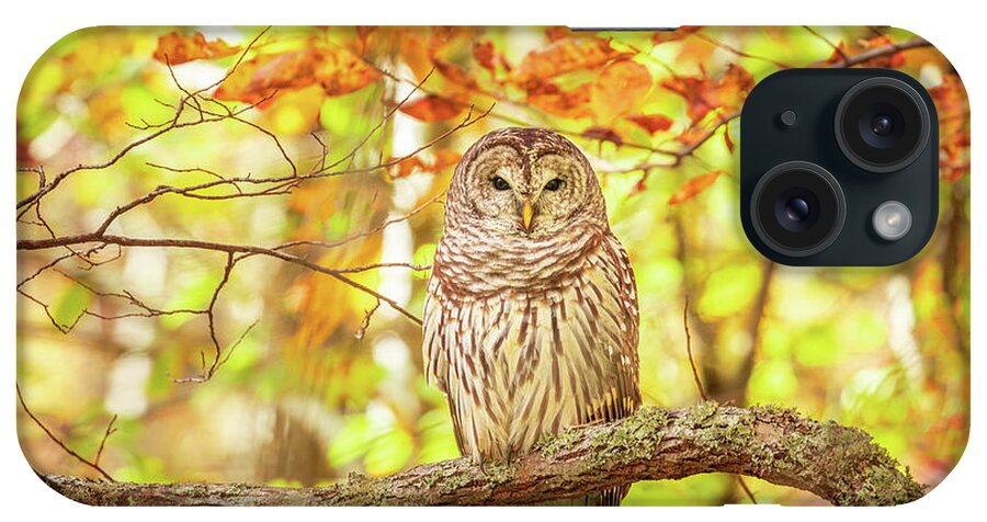 Barred Owl iPhone Case featuring the photograph Barred Owl In Autumn Natchez Trace MS by Jordan Hill